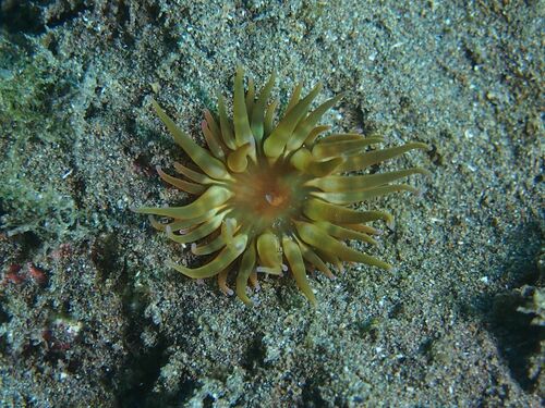 Anemonia sargassensis - Photo (c) xavi salvador costa, some rights reserved (CC BY-NC)