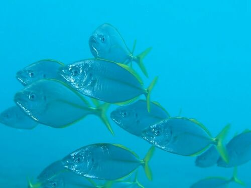 Silver Trevally - Photo (c) xavi salvador costa, some rights reserved (CC BY-NC)