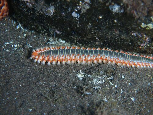 Bearded Fireworm - Photo (c) xavi salvador costa, some rights reserved (CC BY-NC)