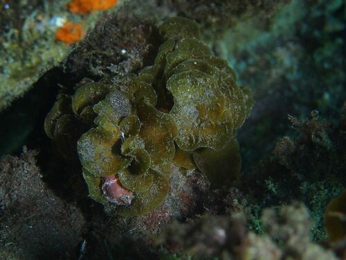 Encrusting Fan-leaf Alga - Photo (c) xavi salvador costa, some rights reserved (CC BY-NC)