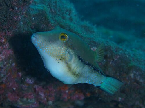 Macaronesian Toby - Photo (c) xavi salvador costa, some rights reserved (CC BY-NC)