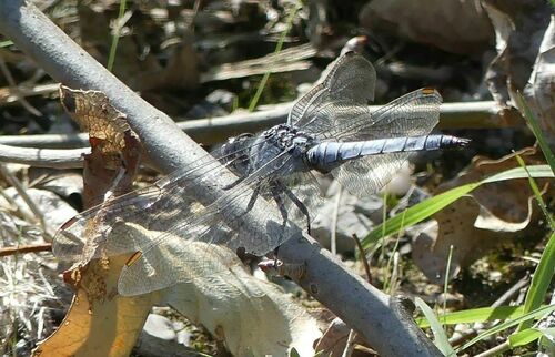 Southern Skimmer - Photo (c) mediambient_ajelprat, some rights reserved (CC BY-NC)