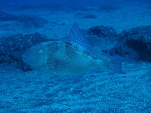 Grey Triggerfish - Photo (c) xavi salvador costa, some rights reserved (CC BY-NC)