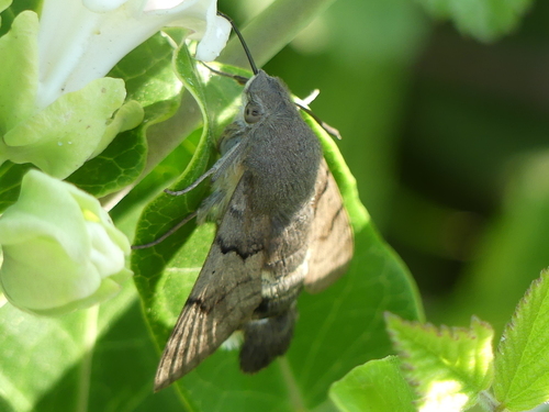 Eurasian Hummingbird Hawkmoth - Photo (c) mediambient_ajelprat, some rights reserved (CC BY-NC)