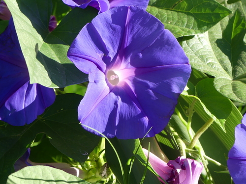 Common Morning-Glory - Photo (c) mediambient_ajelprat, some rights reserved (CC BY-NC)