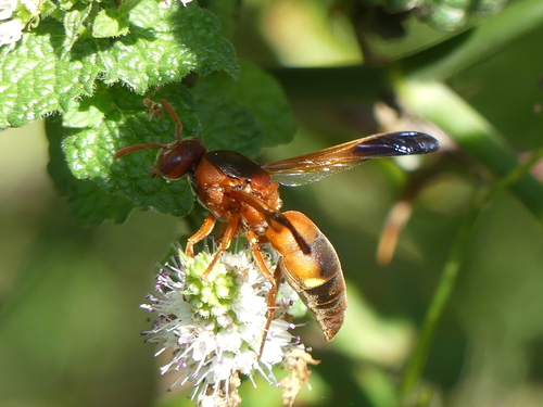 Mediterranean Snouted Potter Wasp - Photo (c) mediambient_ajelprat, some rights reserved (CC BY-NC)