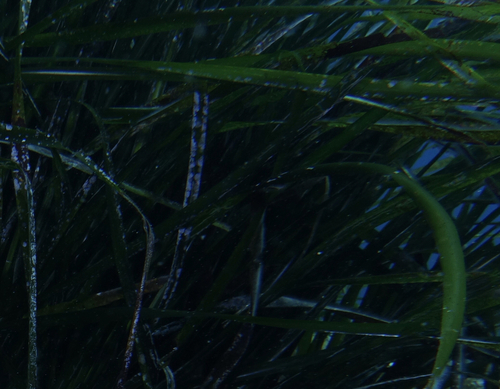 Aroids - Photo (c) oriol_d, all rights reserved