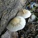 Psathyrella candolleana - Photo (c) mediambient_ajelprat, some rights reserved (CC BY-NC), uploaded by mediambient_ajelprat