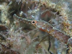 Greater Pipefish - Photo (c) xavi salvador costa, some rights reserved (CC BY-NC)