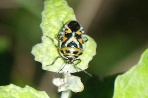 Red Cabbage Bug - Photo (c) mediambient_ajelprat, some rights reserved (CC BY-NC)