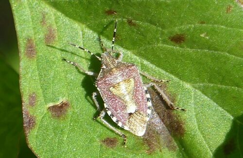 Sloe Bug - Photo (c) mediambient_ajelprat, some rights reserved (CC BY-NC)