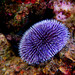 Violet Sea Urchin - Photo (c) jmturon, some rights reserved (CC BY-NC)