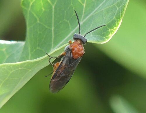 Common Sawflies - Photo (c) mediambient_ajelprat, some rights reserved (CC BY-NC)
