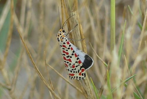 Crimson-speckled Flunkey - Photo (c) mediambient_ajelprat, some rights reserved (CC BY-NC)