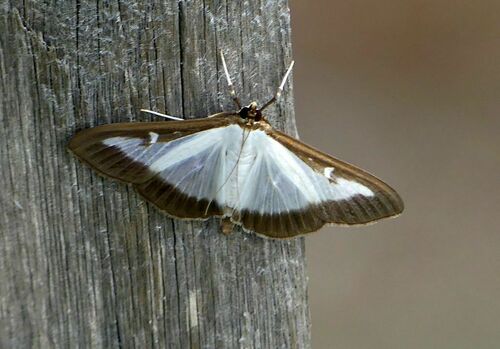 Box Tree Moth - Photo (c) mediambient_ajelprat, some rights reserved (CC BY-NC)