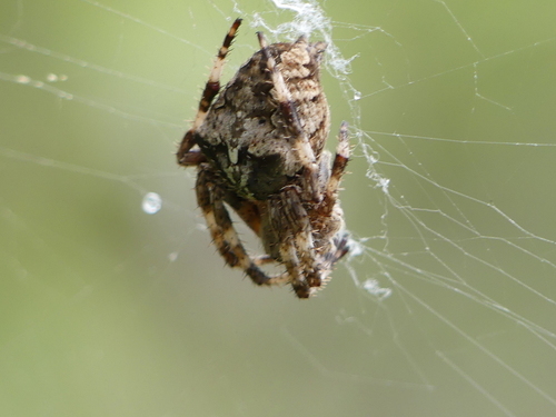 Angular Orbweaver - Photo (c) mediambient_ajelprat, some rights reserved (CC BY-NC)