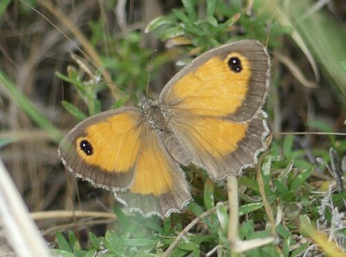 Southern Gatekeeper - Photo (c) mediambient_ajelprat, some rights reserved (CC BY-NC)