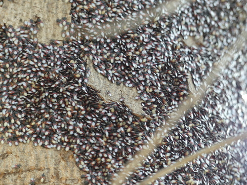 Lime Seed Bug - Photo (c) mediambient_ajelprat, some rights reserved (CC BY-NC)