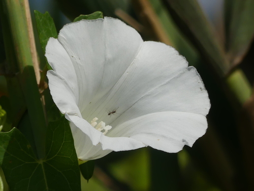 Hedge Bindweed - Photo (c) mediambient_ajelprat, some rights reserved (CC BY-NC)