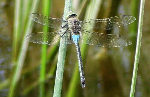 Lesser Emperor (Anax parthenope) · MINKA
