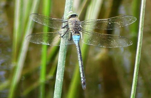 Anax parthenope - Photo (c) mediambient_ajelprat, some rights reserved (CC BY-NC)