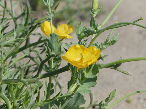 Yellow Horned Poppy - Photo (c) mediambient_ajelprat, some rights reserved (CC BY-NC)