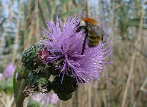 Common Carder Bumble Bee - Photo (c) mediambient_ajelprat, some rights reserved (CC BY-NC)