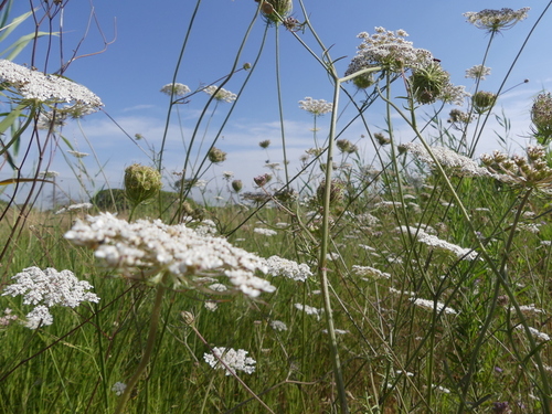 Wild Carrot - Photo (c) mediambient_ajelprat, some rights reserved (CC BY-NC)