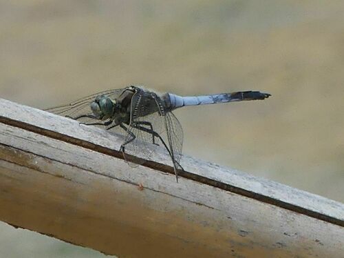 Anisoptera - Photo (c) mediambient_ajelprat, some rights reserved (CC BY-NC)