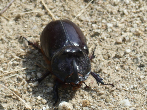 European Rhinoceros Beetle - Photo (c) mediambient_ajelprat, some rights reserved (CC BY-NC)