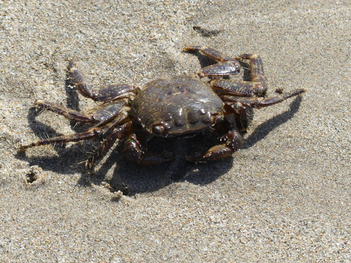 Marbled Crab - Photo (c) mediambient_ajelprat, some rights reserved (CC BY-NC)