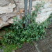 Erect Pellitory-of-the-Wall - Photo (c) xavi-de-yzaguirre, some rights reserved (CC BY-NC), uploaded by xavi-de-yzaguirre