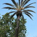 Canary Island Palm - Photo (c) xavi-de-yzaguirre, some rights reserved (CC BY-NC), uploaded by xavi-de-yzaguirre