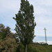 European Aspen - Photo (c) xavi-de-yzaguirre, some rights reserved (CC BY-NC), uploaded by xavi-de-yzaguirre