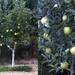 Apple - Photo (c) xavi-de-yzaguirre, some rights reserved (CC BY-NC), uploaded by xavi-de-yzaguirre