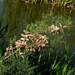 African Tamarisk - Photo (c) xavi-de-yzaguirre, some rights reserved (CC BY-NC), uploaded by xavi-de-yzaguirre
