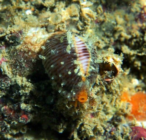 European Cowrie - Photo (c) xavi salvador costa, some rights reserved (CC BY-NC)