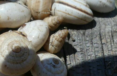Small Pointed Snail - Photo (c) mediambient_ajelprat, some rights reserved (CC BY-NC)