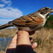 Reed Bunting - Photo (c) xavi-de-yzaguirre, some rights reserved (CC BY-NC), uploaded by xavi-de-yzaguirre