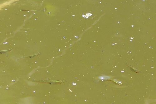 Eastern Mosquitofish - Photo (c) mediambient_ajelprat, some rights reserved (CC BY-NC)