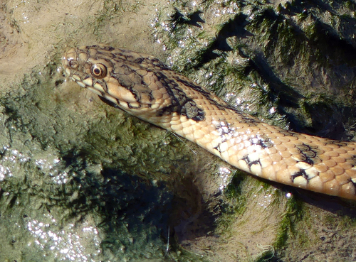 Colubrid Snakes - Photo (c) mediambient_ajelprat, some rights reserved (CC BY-NC)