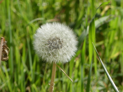 Taraxacum - Photo (c) mediambient_ajelprat, some rights reserved (CC BY-NC)