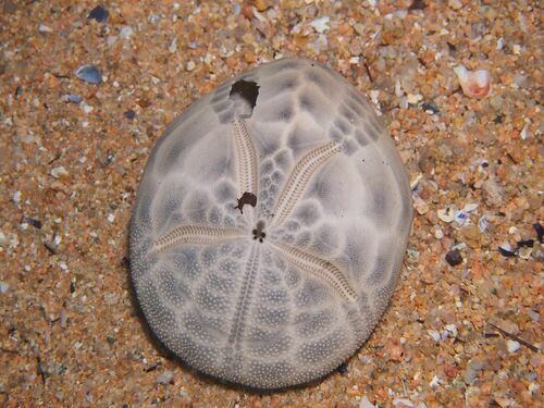 Groove Burrowing Urchin - Photo (c) xavi salvador costa, some rights reserved (CC BY-NC)