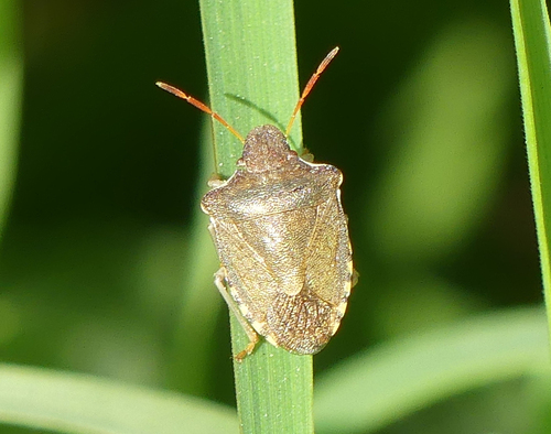 Vernal Shield Bug - Photo (c) mediambient_ajelprat, some rights reserved (CC BY-NC)