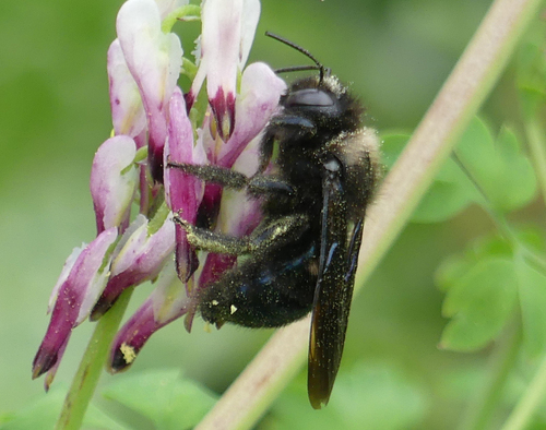 Mining Bees - Photo (c) mediambient_ajelprat, some rights reserved (CC BY-NC)