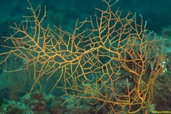 Orange Gorgonian - Photo (c) Miquel Pontes, some rights reserved (CC BY-NC-SA), uploaded by Miquel Pontes