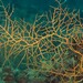 Orange Gorgonian - Photo (c) Miquel Pontes, some rights reserved (CC BY-NC-SA), uploaded by Miquel Pontes