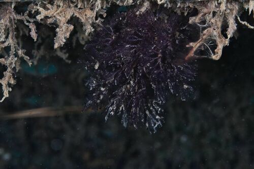 Brown Bryozoan - Photo (c) xavi salvador costa, some rights reserved (CC BY-NC)