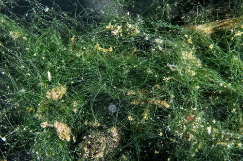 Chaetomorpha - Photo (c) xavi salvador costa, some rights reserved (CC BY-NC)