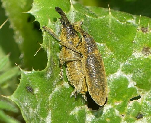 Pterygota - Photo (c) mediambient_ajelprat, some rights reserved (CC BY-NC)